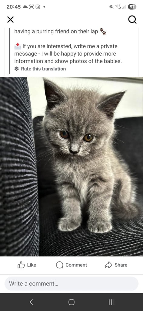 image for British shorthair kittens (blue)