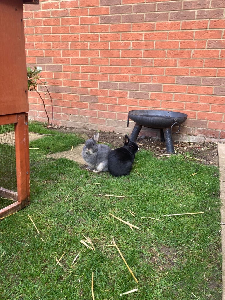 Rabbits - Norwegian Dwarf - With hutch
