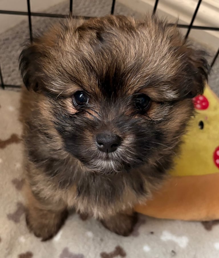 image for Stunning Rare Toy Shihpoo Poms 
