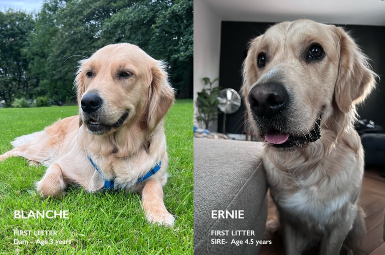 Purebred Golden Retriever Puppies