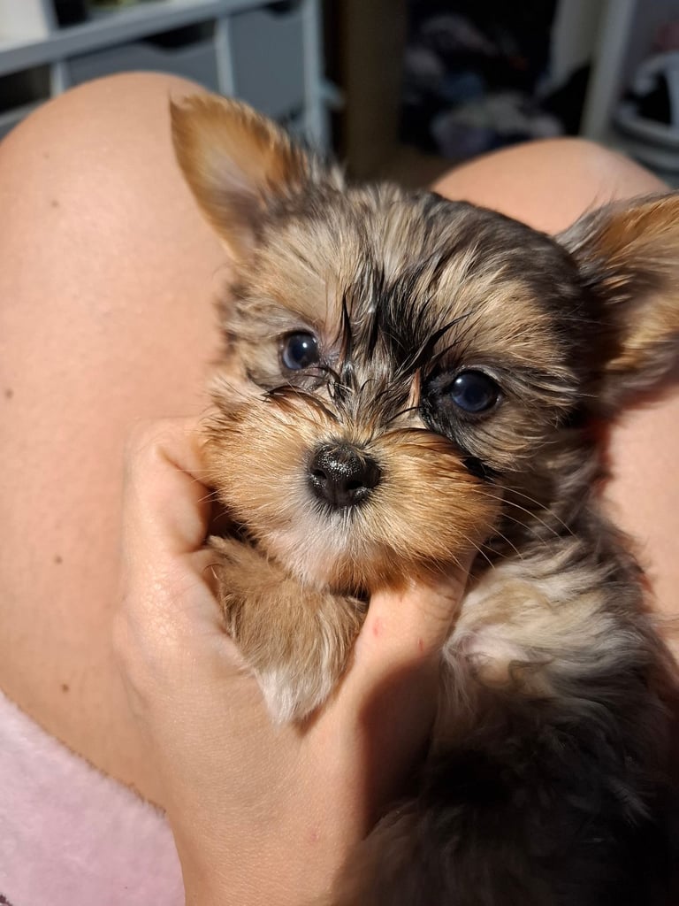 Female Yorkshire terrier 