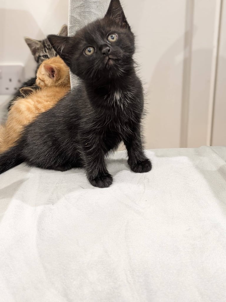 Adorable Kitten for Sale – Ready for her Forever Home!