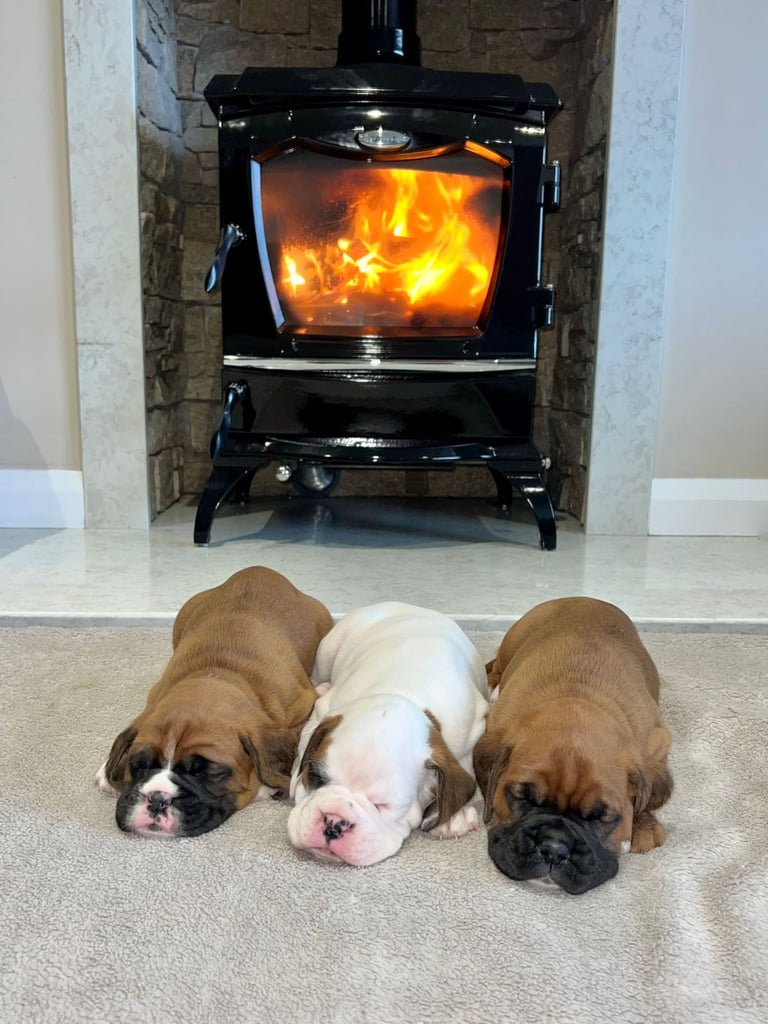 *Boxer puppies for sale*