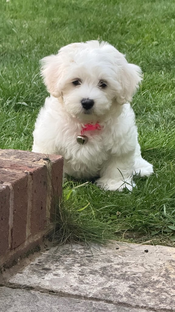 Maltese puppy