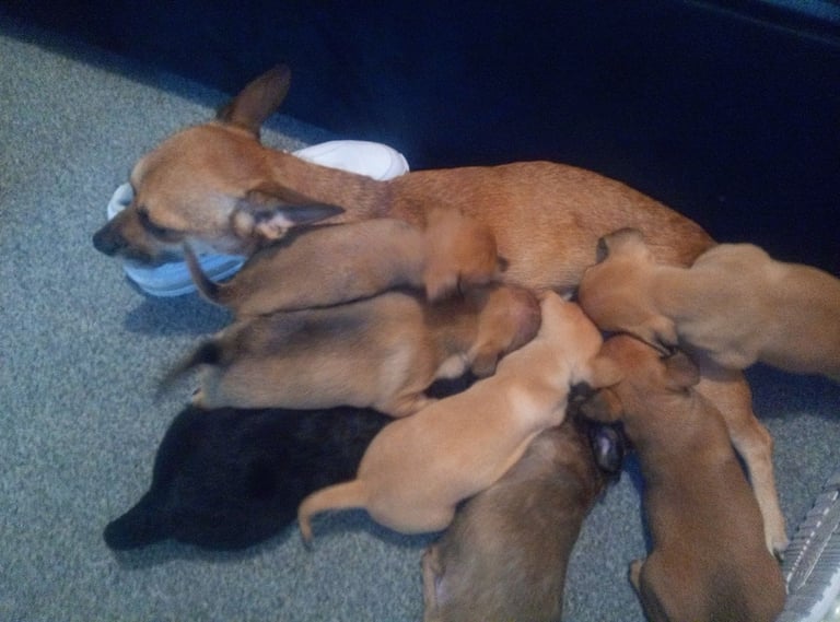 Beautiful jackchi pups