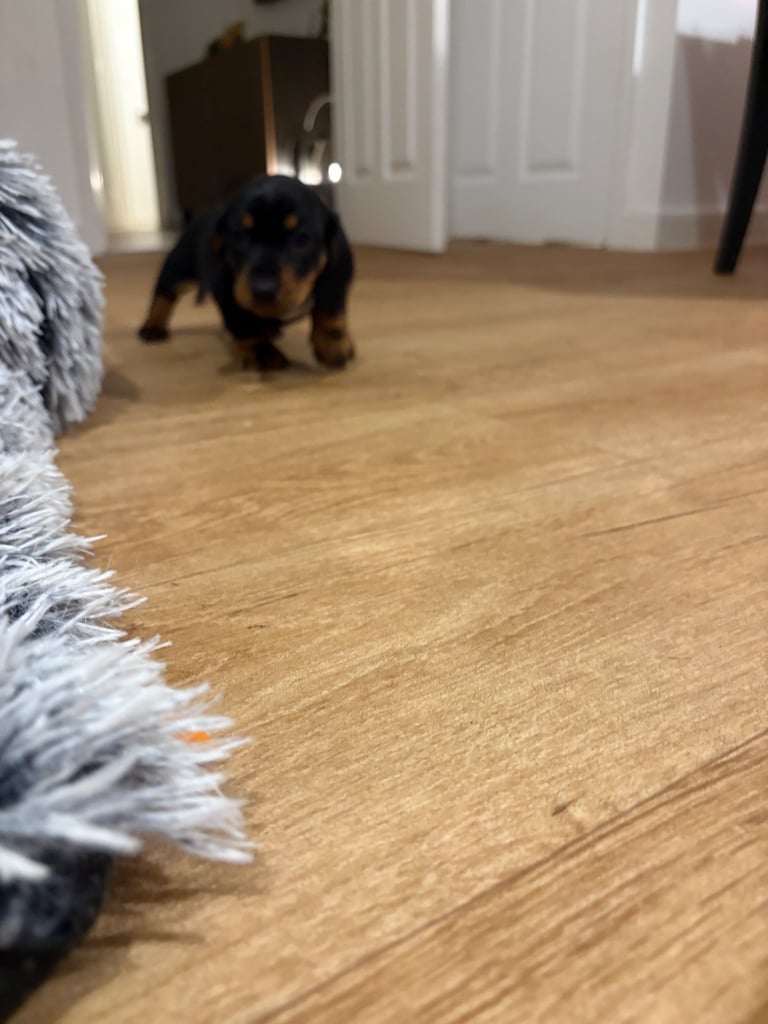 Male miniature dachshund 