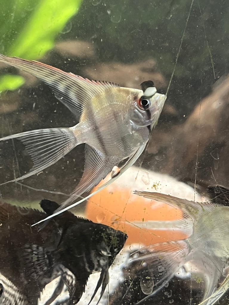 Longfin silver pinoy angelfish. 