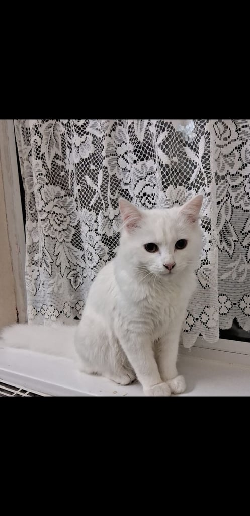 Stunning turkish angora cat
