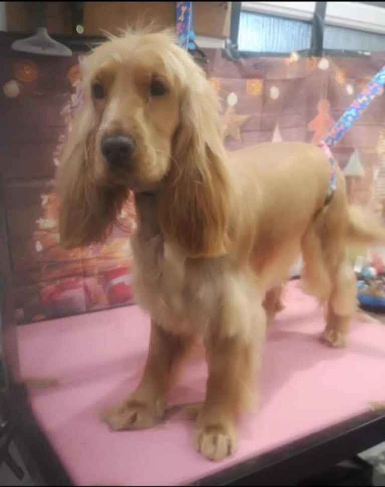 Cocker spaniel puppies