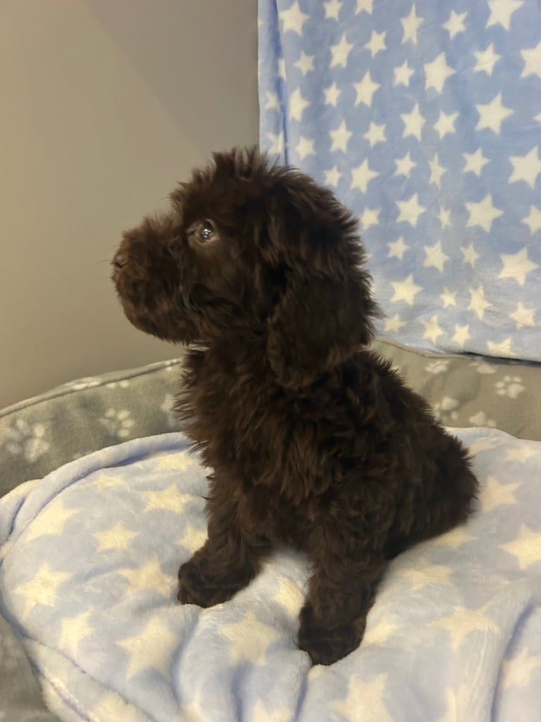 5 boy cockapoo puppies for sale