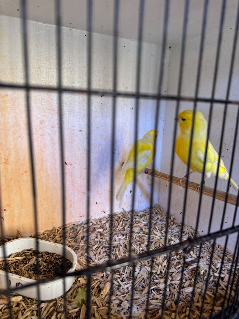 Show Quality Canaries