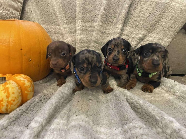 Beautiful Miniature Dachshunds 