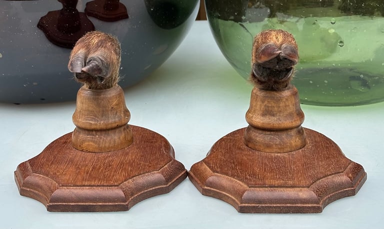 VINTAGE FRENCH TAXIDERMY WILD BOAR HOOVES COAT HOOKS, SANGLIER HOOF HUNTING RACK - WILL POST!