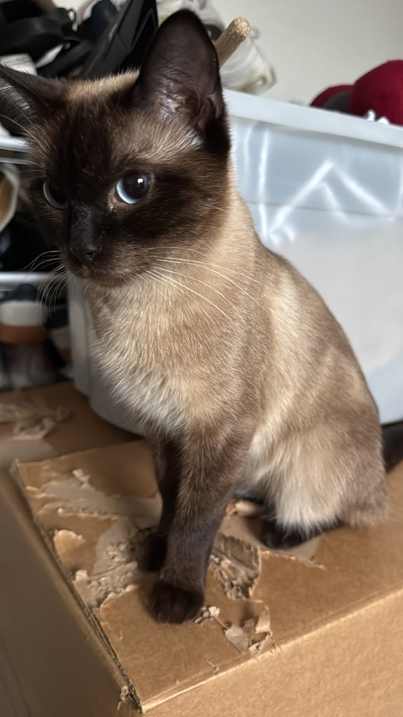 Beautiful ragdoll kittens for sale