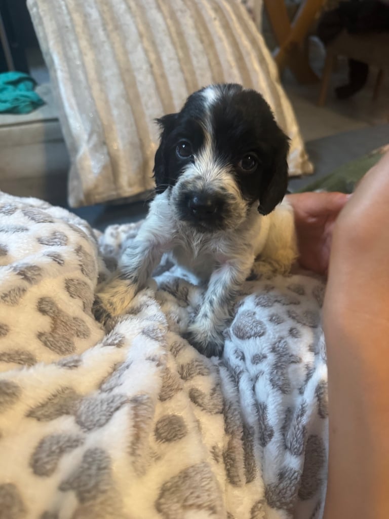 Springer spaniel puppies! 