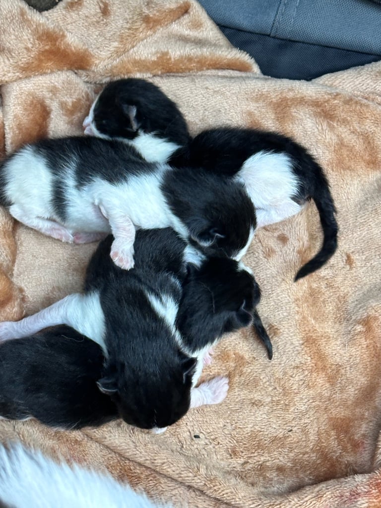 Beautiful Domestic Cats – Mum, Dad & 3 Adorable Kittens (2 Boys, 1 Girl)