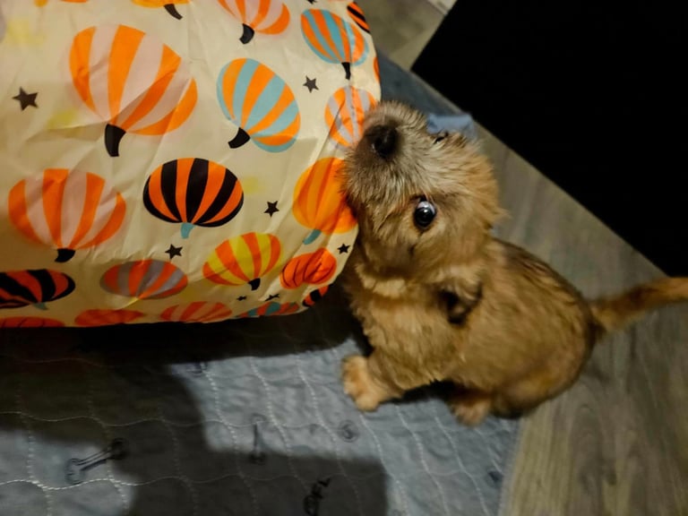 Glen of Imaal terrier 