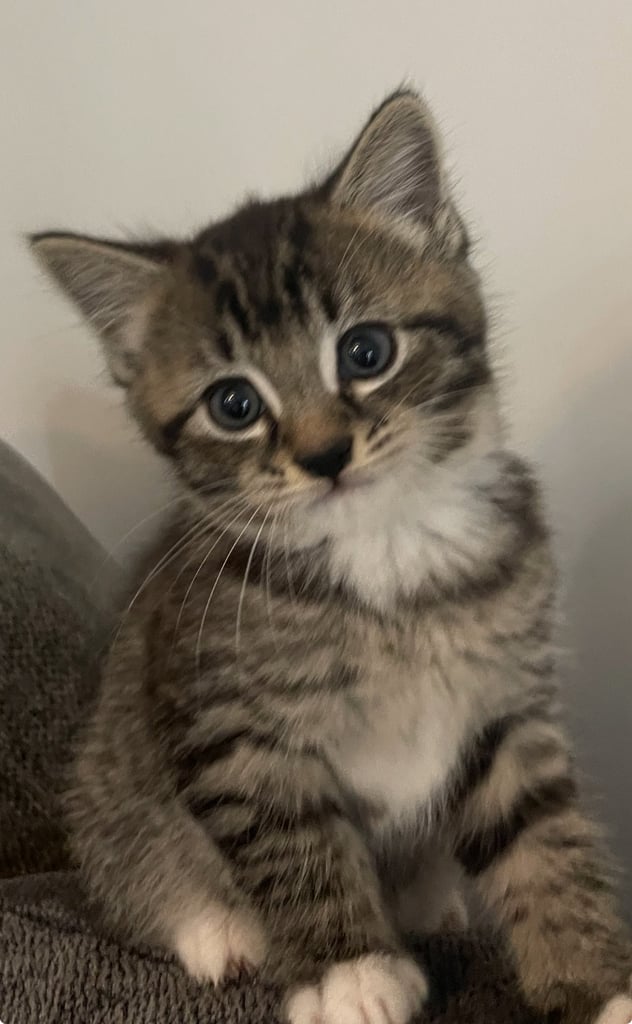 Turkish argora/ bsh  kitten 