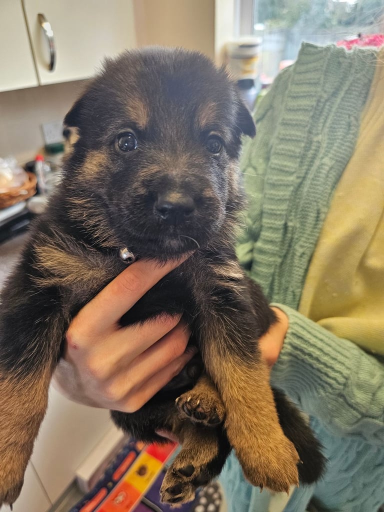 German Shepherds Boy