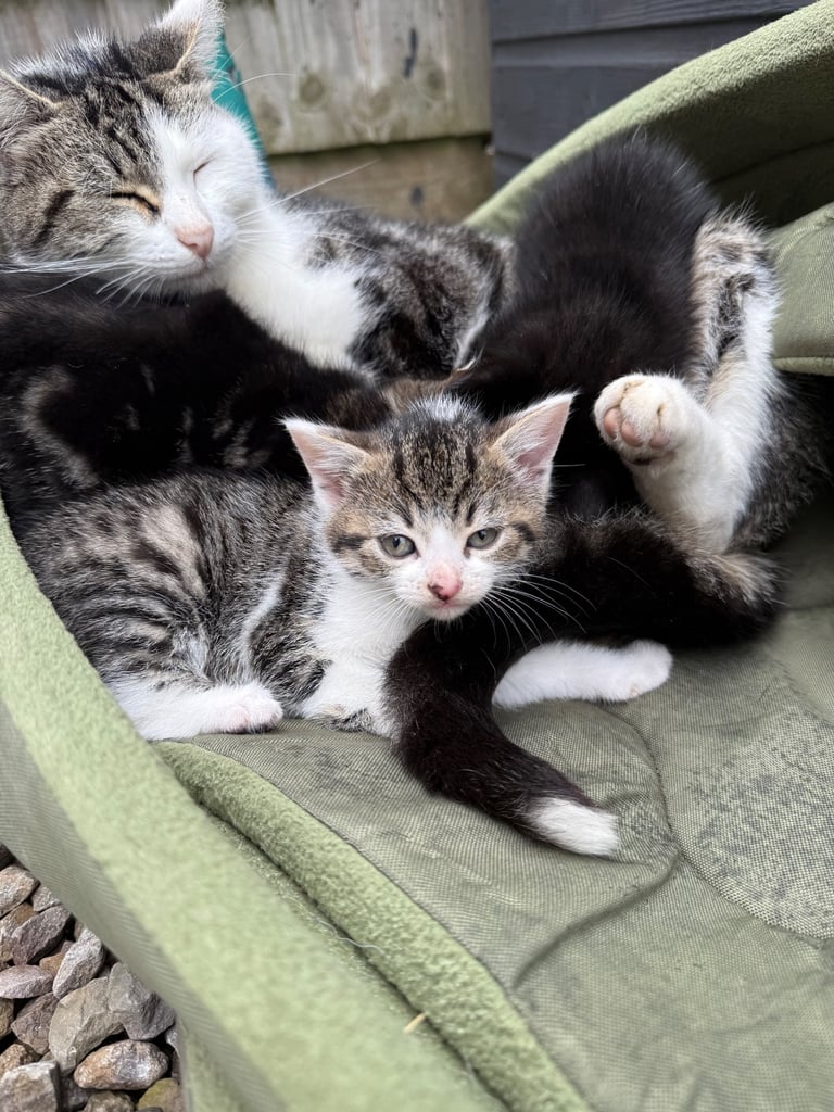 Beautiful kittens for sale 