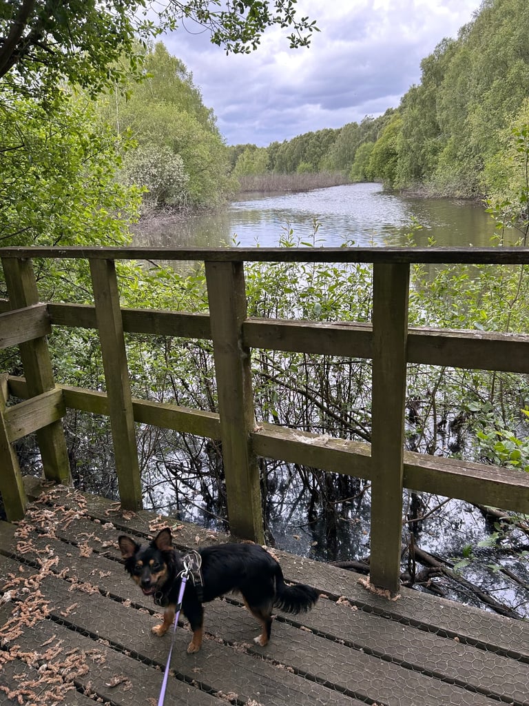 Miniature pinscher male