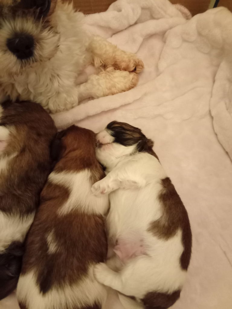Shihtzu puppies