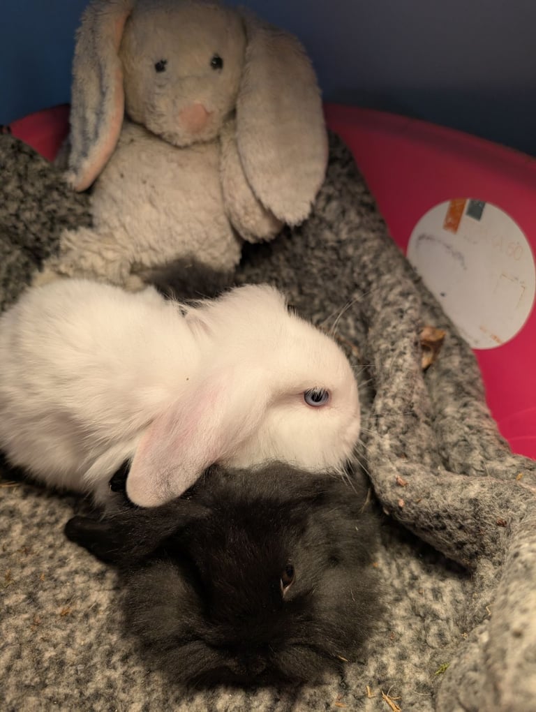 Mini Lion Lop bunnies