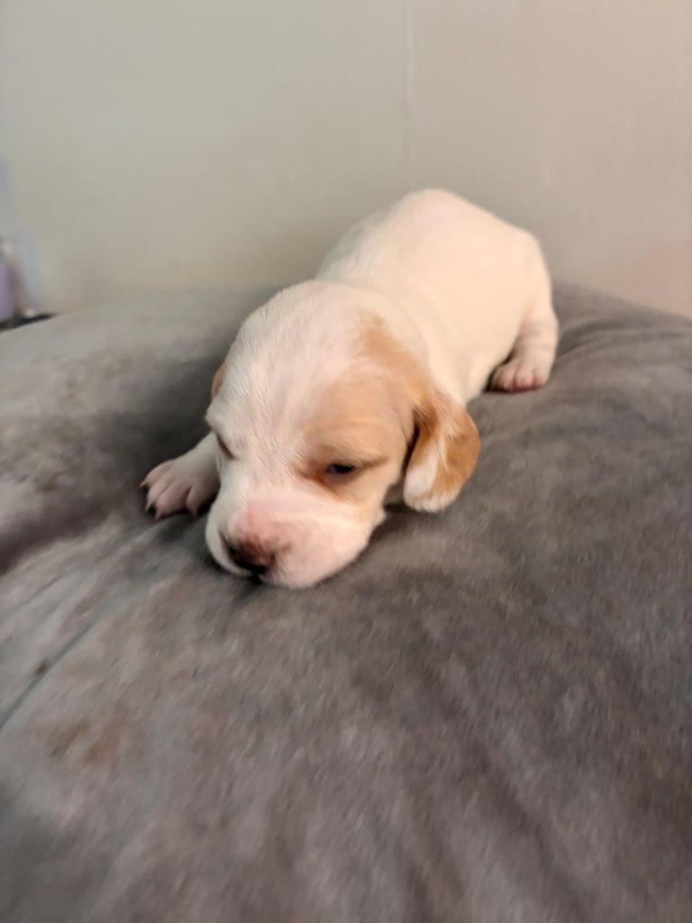 🐶 Gorgeous Dachshund Pups Looking for Homes – 25th Oct ✨