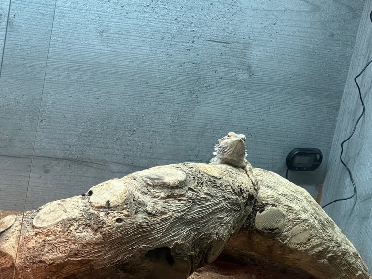 6 month male bearded dragon