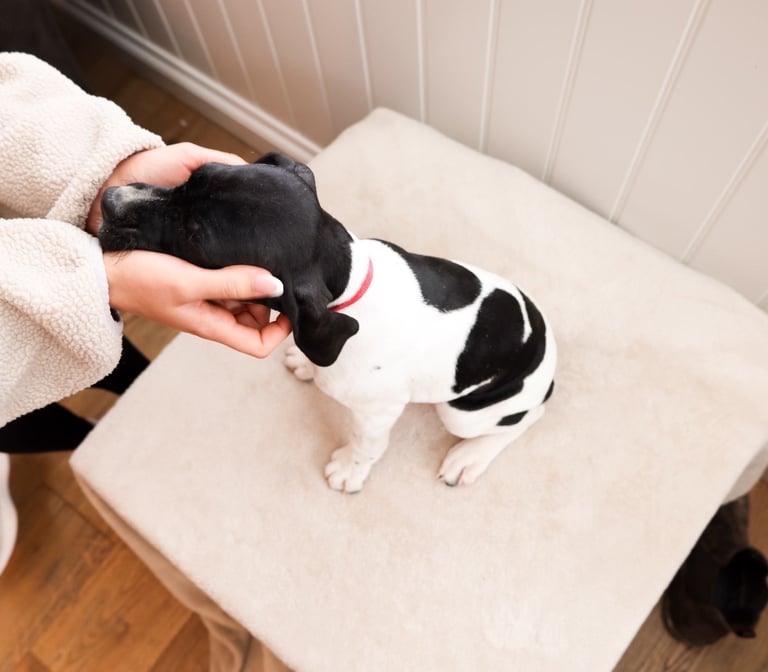 image for English pointer pups