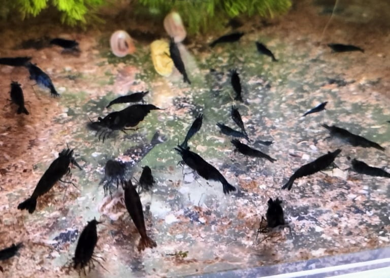 Neocardina shrimp for fish tank reds blues + wild colour - juvenile BN plecos- large Ramshorn snails