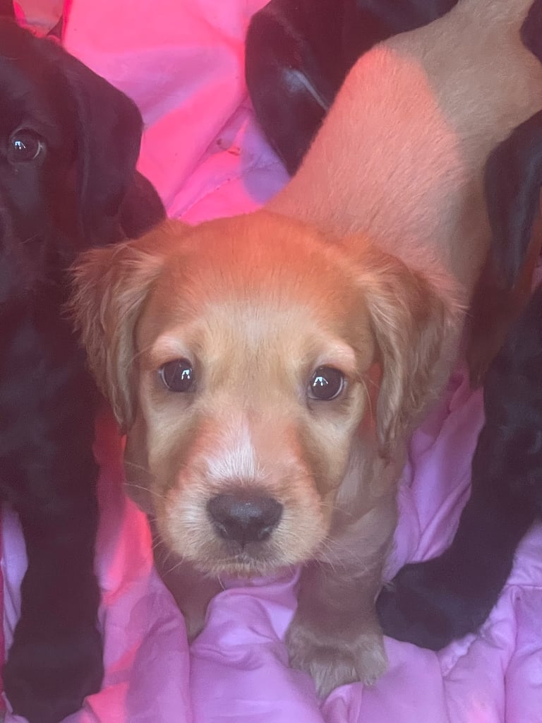 Beautiful cockerdour puppies 