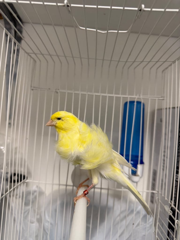 image for 2 Canary for sale 