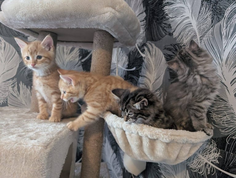 Kittens for sale 