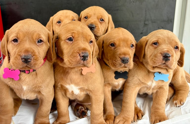 Kc fox red Labrador puppies ready in 2 weeks 