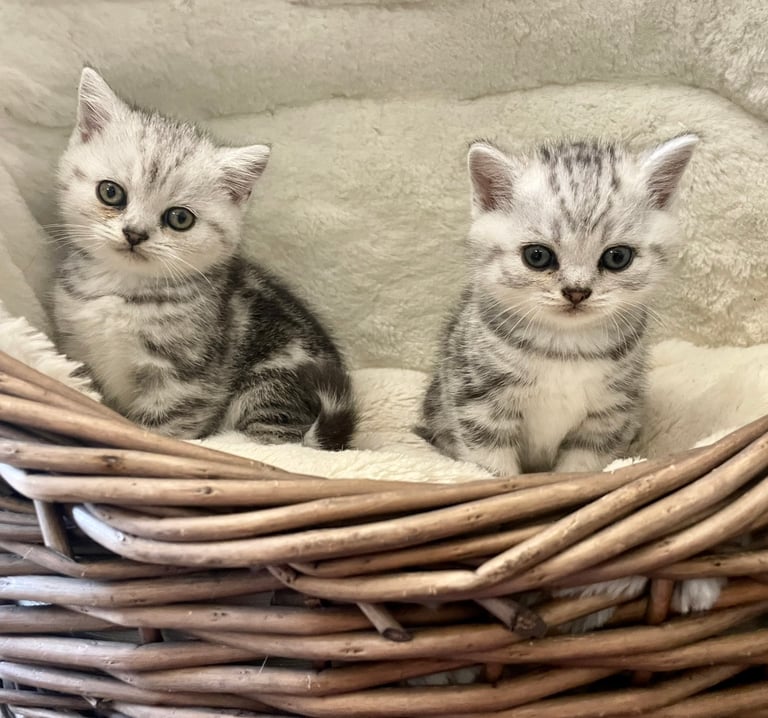 British short hair kittens 