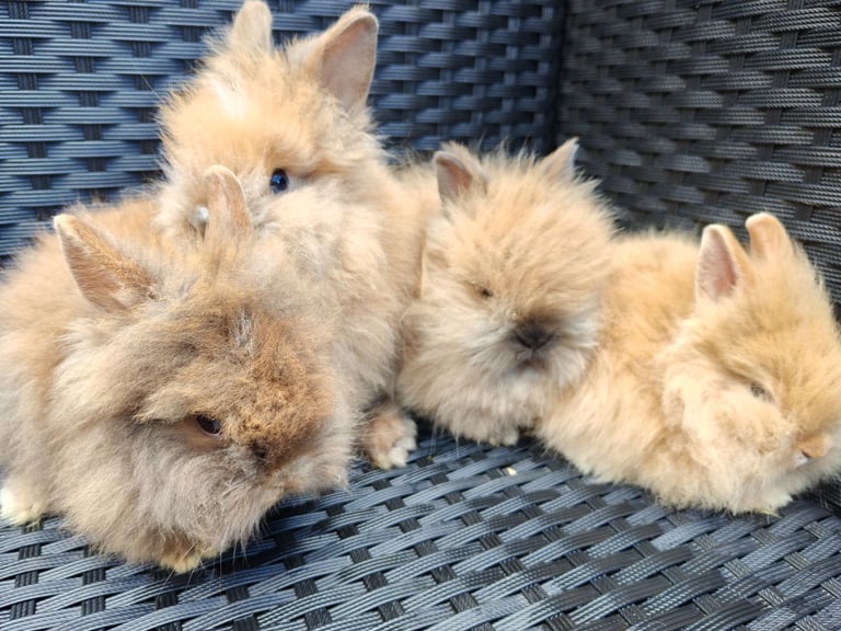 Baby Lionhead Lion Head Floppy Eared Rabbits Lionhead And Dwarf