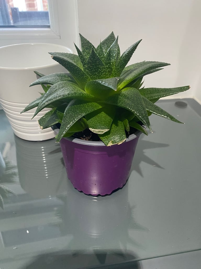 image for Big succulent plant 