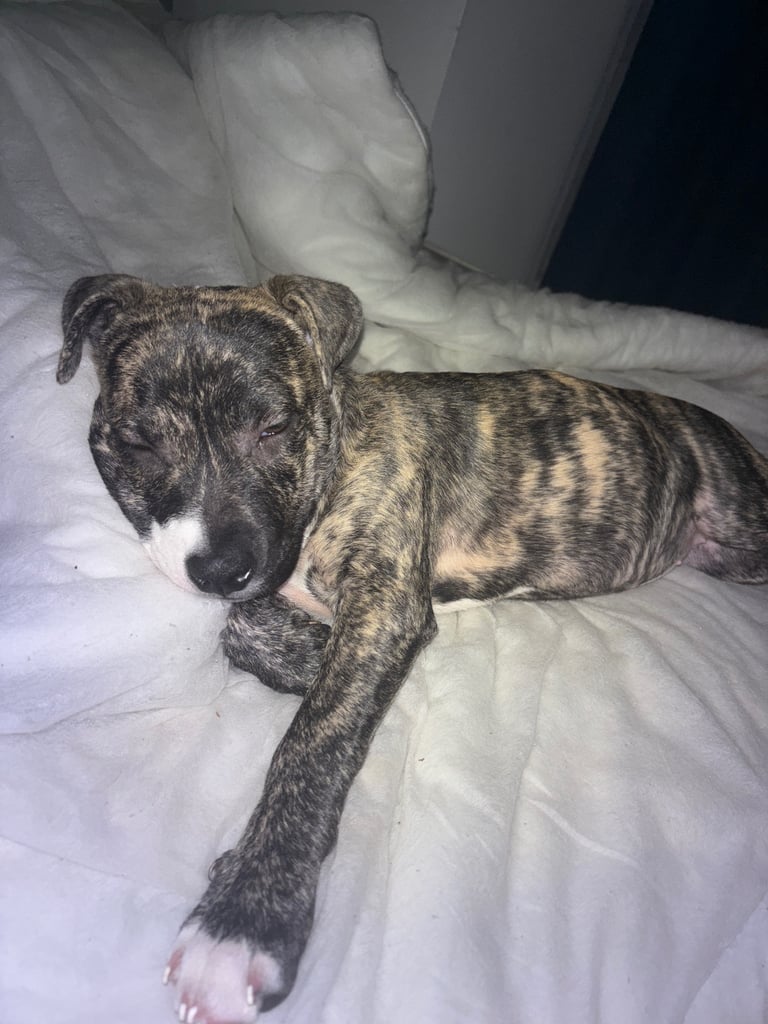 Staffy 