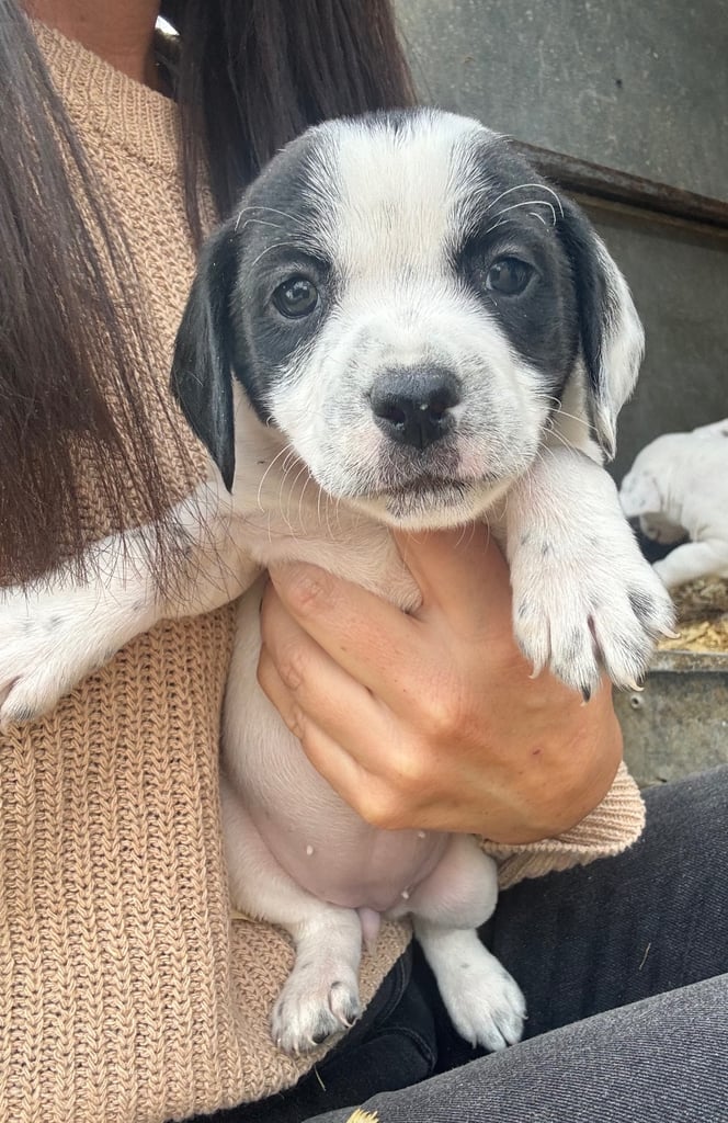 Adorable Cocker Jack Puppies