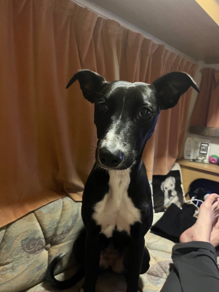 Lurcher/saluki pup