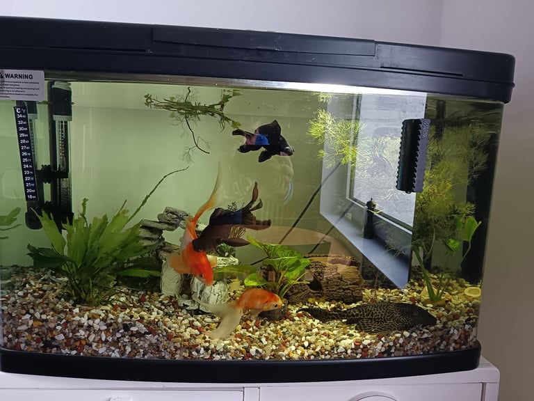 Fish and tank 