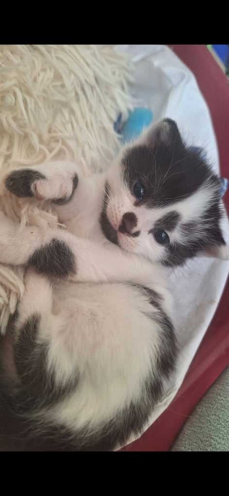 Ragdoll x kittens 