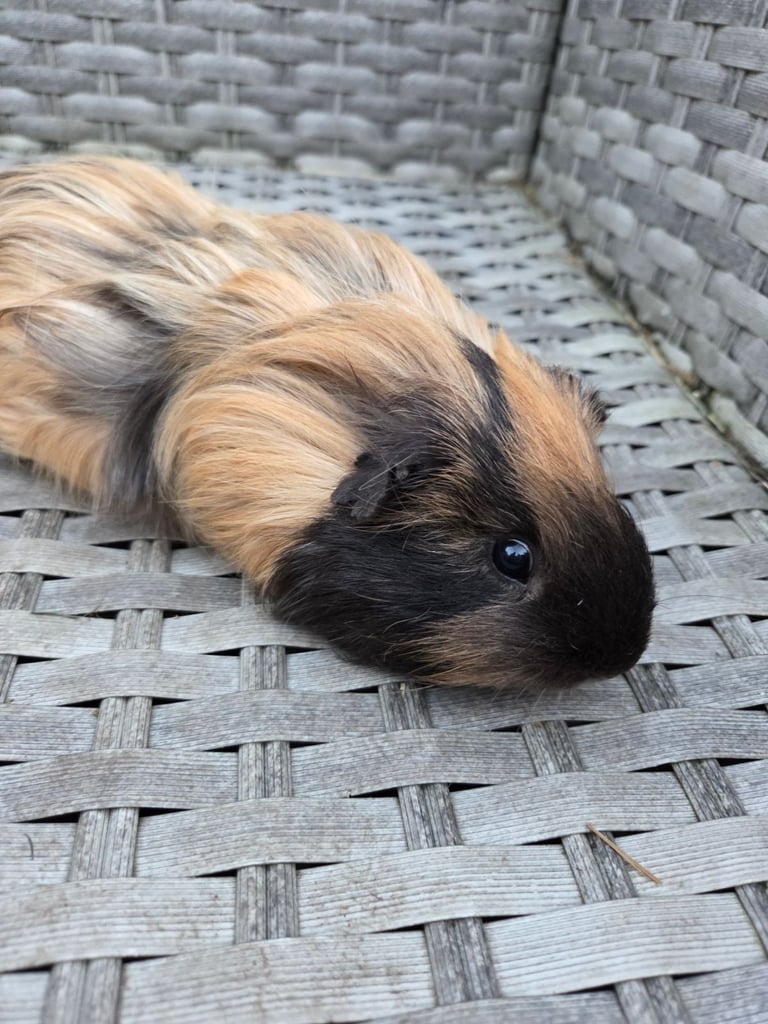 Stunning guinea pig brothers 