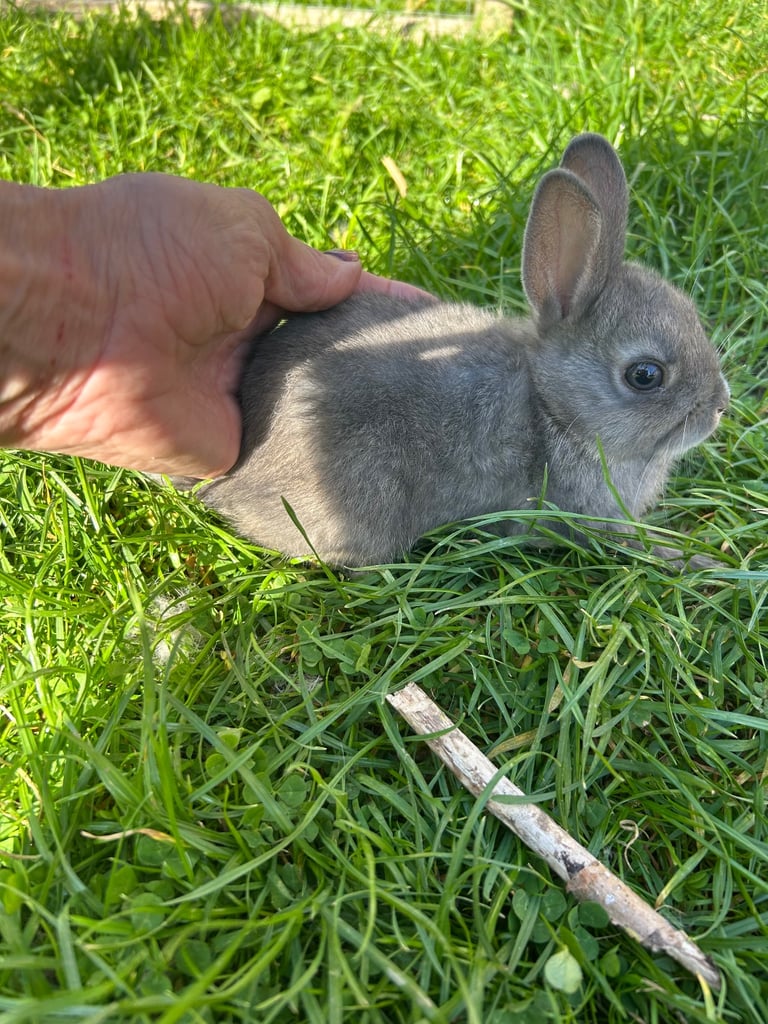 ONLY ONE LEFT! Beautiful Netherland dwarf baby bunnies 