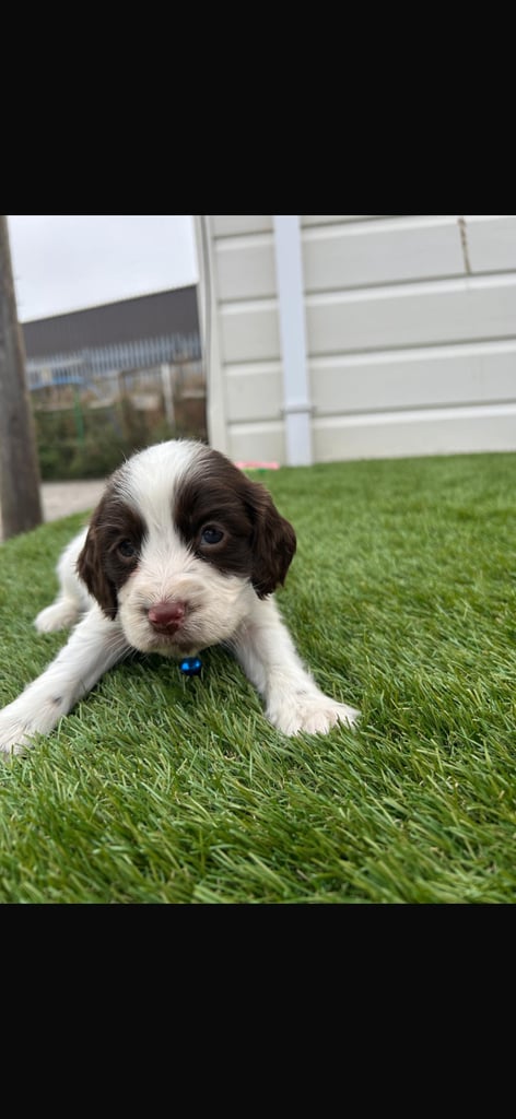 Cocker spaniel puppies4girls1boy left  READYTOLEAVE