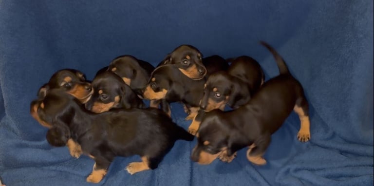 8 dachshund puppies 5girls 3boys