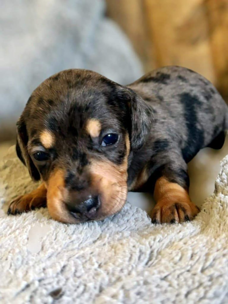 Gorgeous Miniature Dachshund Puppies 