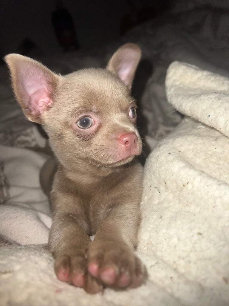 Chihuahua puppy’s 
