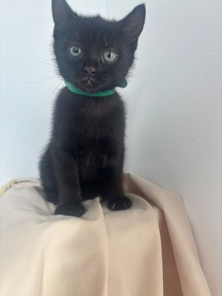 Kittens (read description)